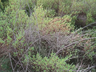 Illustration frith - Image 1