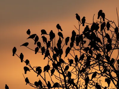 Illustration roosts - Image 1