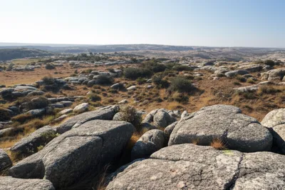 Illustration wilderness