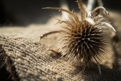 Illustration teasels - Image 1