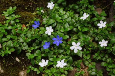 Illustration periwinkle