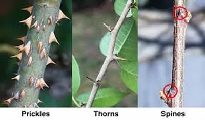 Illustration prickle - Image 2