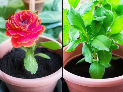 Illustration slighting - Image 1