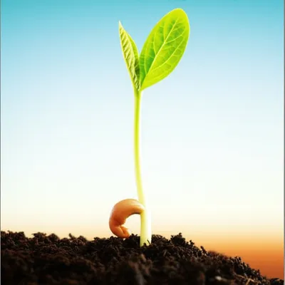 Illustration differentiates - Image 1