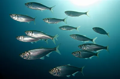 Illustration sprats - Image 1