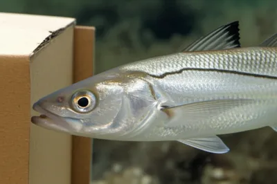 Illustration oxeye - Image 1