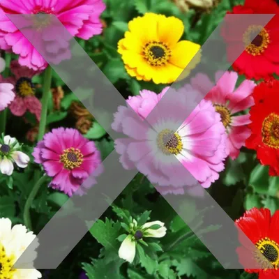 Illustration cancelled - Image 1