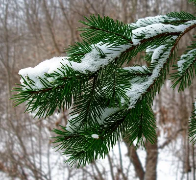 Illustration evergreen