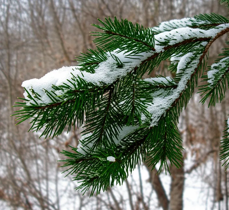 Ilustración visual de la palabra "evergreen" - Árbol de hoja perenne