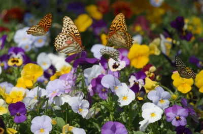 Illustration arguses - Image 1