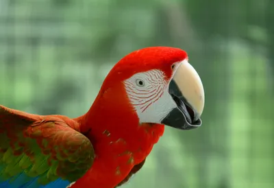 Illustration squawking - Image 1