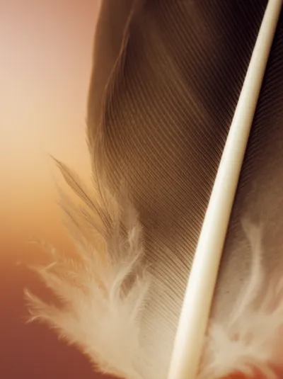 Illustration plume - Image 1