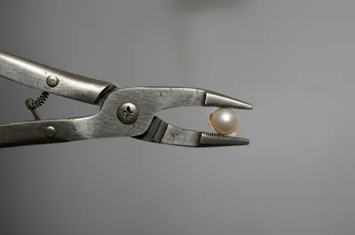 Illustration clams - Image 1