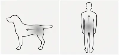 Illustration posterior - Image 1