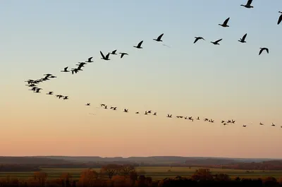 Illustration migrating - Image 1