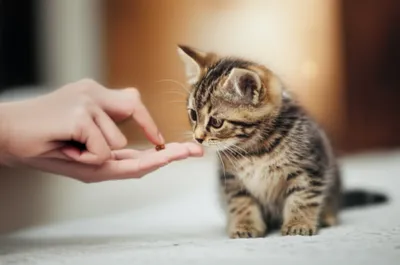 Illustration coaxing