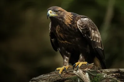 Illustration nails - Image 1