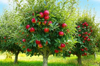 Illustration multiplies - Image 1