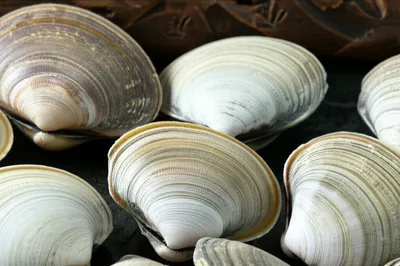 Illustration clam - Image 1