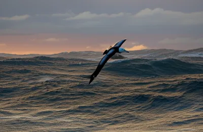 Illustration wanderers - Image 1