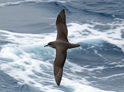 Illustration hag - Image 1