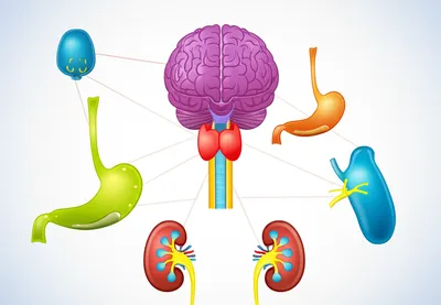 Illustration glandular