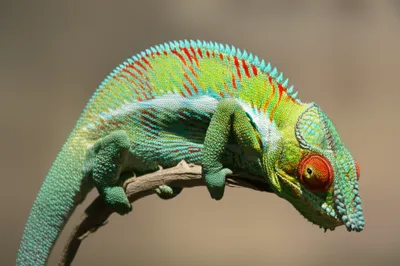 Illustration freaked - Image 1