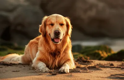 Illustration basked - Image 1