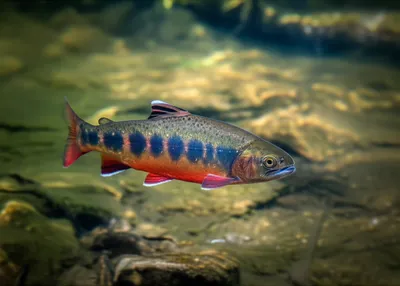 Illustration gills - Image 1