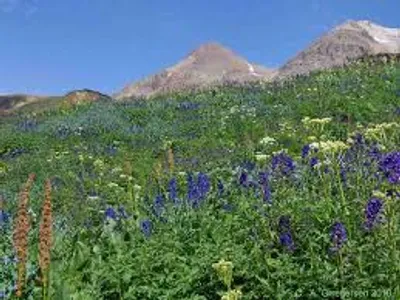 Illustration alpine - Image 3