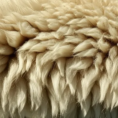 Illustration wool - Image 1