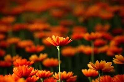 Illustration picked - Image 1