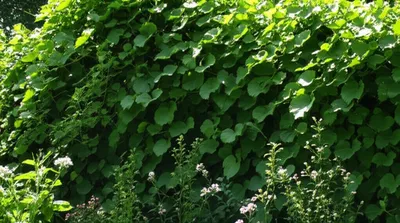 Illustration thug - Image 1