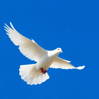 Illustration immaculately - Image 1