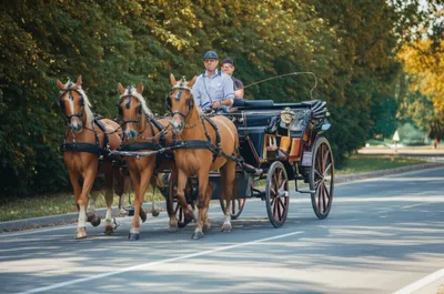 Illustration tooled - Image 1