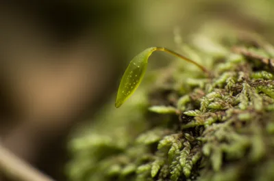 Illustration urns - Image 1