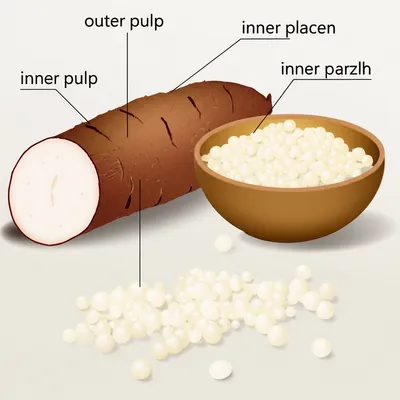 Illustration cassava - Image 1