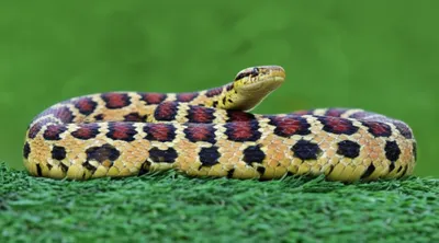 Illustration serpents