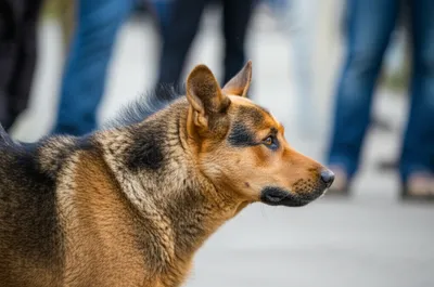 Illustration heckle - Image 1