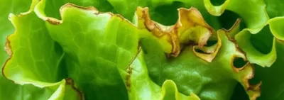 Illustration crisp - Image 1