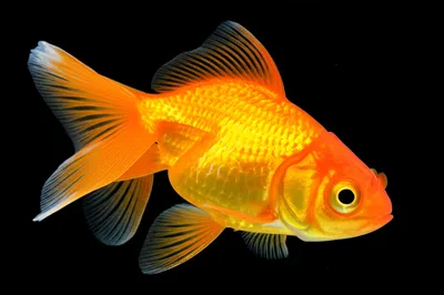 Illustration goldfish