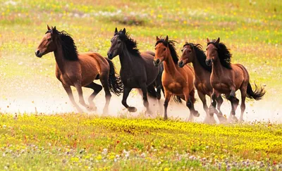 Illustration hoofed - Image 1