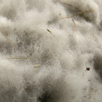 Illustration wool - Image 1