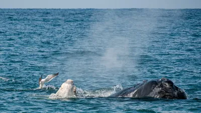 Illustration flapping - Image 2