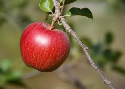 Illustration lowers - Image 1