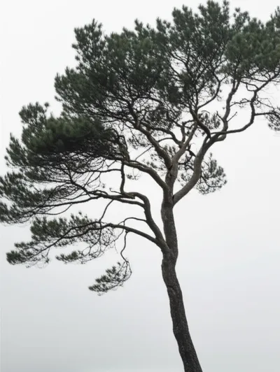 Illustration sways - Image 1