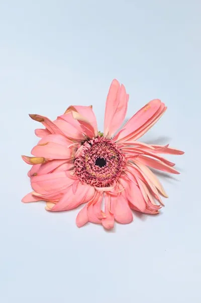 Illustration shrivelled - Image 2