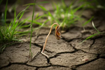 Illustration weakest - Image 1