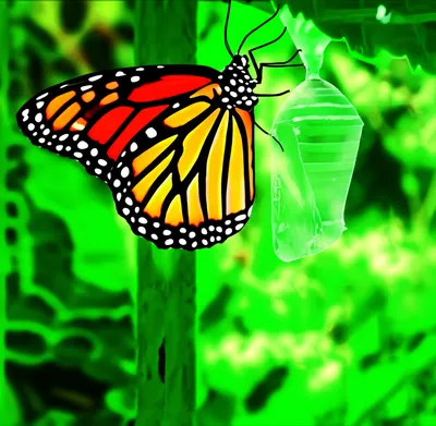 Illustration transforms