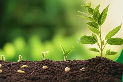 Illustration grow - Image 1